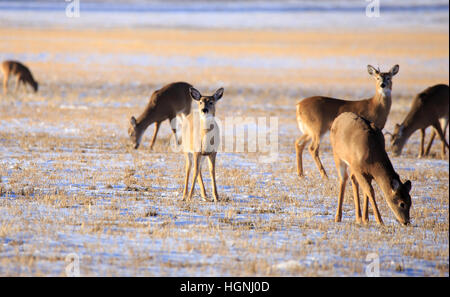 Grand troupeau de cerfs dans un champ agricole. Banque D'Images
