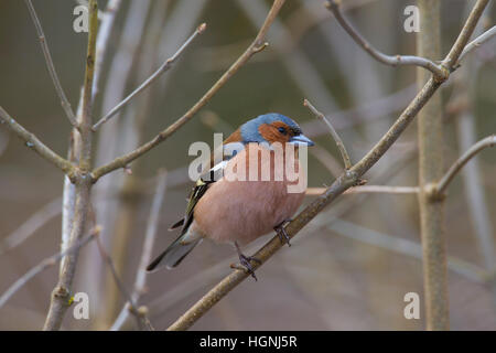 Common Chaffinch (Fringilla coelebs) mâle perché sur brindille dans tree in spring Banque D'Images