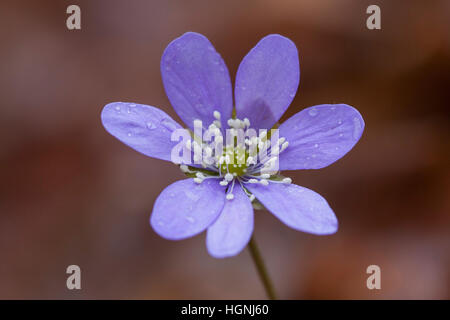 L'hépatique Hepatica / COMMUNE / kidneywort / ombelle (anemone hepatica Hepatica nobilis) / en fleur