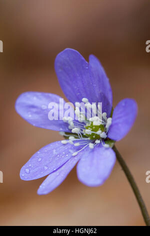 L'hépatique Hepatica / COMMUNE / kidneywort / ombelle (anemone hepatica Hepatica nobilis) / en fleur