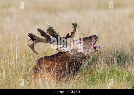 Red Deer (Cervus elaphus) cerf avec bois cassé beuglant pendant le rut en automne Banque D'Images