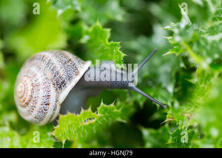 Escargot - Helix aspersa Banque D'Images