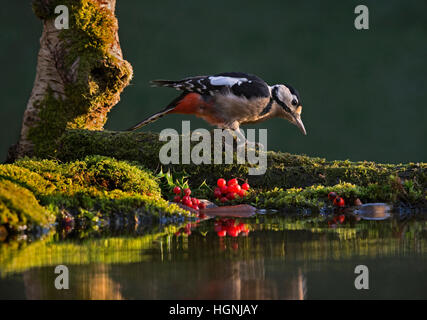 Grand Pic mar Dendrocopos major, sur la mousse, couverts par le journal dans le jardin, piscine Wareham, Dorset, England, UK Banque D'Images