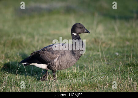 , Bernache cravant Branta bernicla, seul oiseau sur l'herbe, Pays-Bas, janvier 2017 Banque D'Images