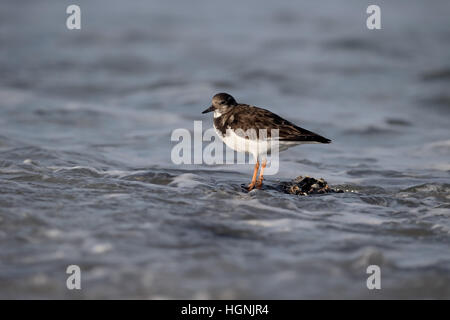 Collier, Arenaria interpres, seul oiseau par l'eau, Pays-Bas, janvier 2017 Banque D'Images