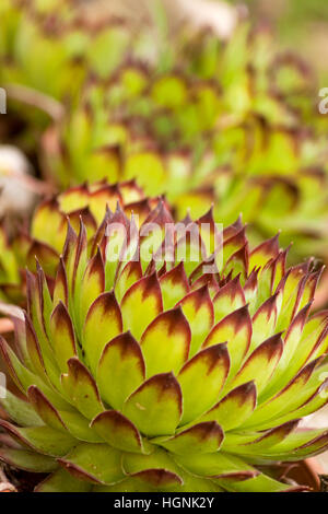 Macro d'une plante succulente. Ces plantes fascinantes, appelée sempervivum, sont membres de l'crassulacea, plante ornementale. Fermer Banque D'Images