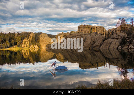 Pelican sur Sylvan Lake, Black Hills, Dakota du Sud. Banque D'Images