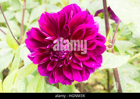 Dahlia Thomas A. Edison la floraison en septembre au Royaume-Uni Banque D'Images