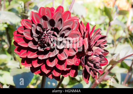 Dahlia Thomas A. Edison la floraison en septembre au Royaume-Uni Banque D'Images