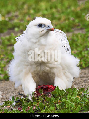 Phase blanc juvénile faucon gerfaut, Falco rusticolus, dovkie d'oiseaux de proie manger, Alle alle Banque D'Images