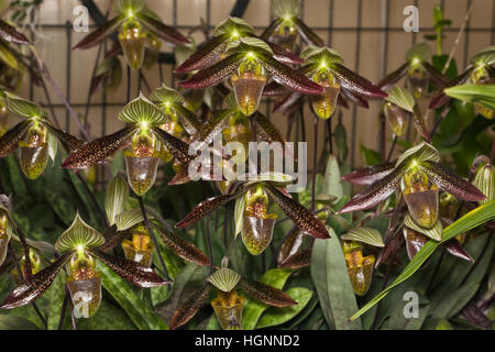 Orchidées multi-hued à la Société zoologique de San Diego Orchid House. Le zoo s'est serre orchidée home à plus de 3 000 orchidées parmi plus de 800 sp Banque D'Images