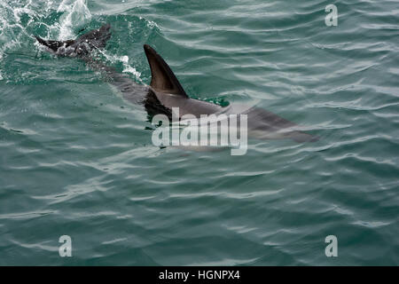 Dusky Dolphin nager dans l'océan Pacifique près de Kaikoura en Nouvelle Zélande et éclaboussant sa queue sur l'eau. Banque D'Images