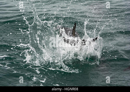 Dusky Dolphin nager dans l'océan Pacifique près de Kaikoura en Nouvelle Zélande et éclaboussant sa queue sur l'eau. Banque D'Images