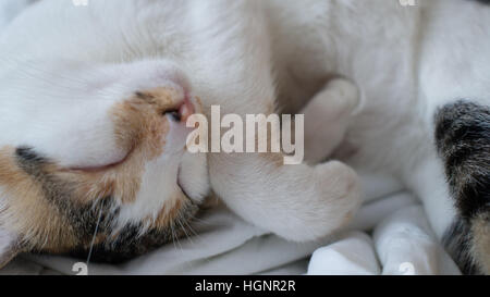 Chat calico dormir recroquevillé Banque D'Images