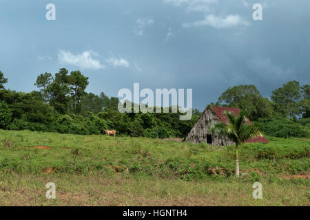 Nature et paysage rural, vue de champ à Viñales, Pinar del Rio, Vinales, Cuba Banque D'Images