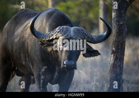 Buffalo âgées debout dans l'herbe sèche Banque D'Images