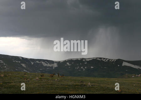 Bull Elk en tempête sur le parc national Rocky Mountain Ridge Colorado Banque D'Images