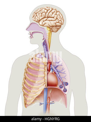 La respiration, ILLUSTRATION Banque D'Images