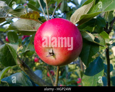 Une pomme rouge parfaitement ensoleillée sur un arbre. Ce type d'Apple s'appelle un 'Delicious' Banque D'Images