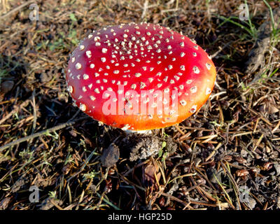 Amanita muscaria communément connue sous le nom de fly fly agaric ou amanita, est un champignon basidiomycète de champignons et de psychotropes. Banque D'Images