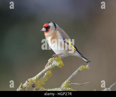 Chardonneret, Carduelis carduelis, dans un jardin en hiver Banque D'Images