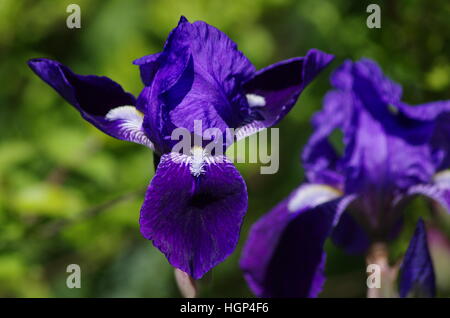 Violet vif jaune et blanc iris fleurs l'une centrée en premier plan et l'autre flou en arrière-plan Banque D'Images