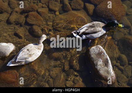 Vue de dessus de deux canards blanc et brun natation masculine et féminine dans l'eau transparente avec des ondulations et des roches Banque D'Images