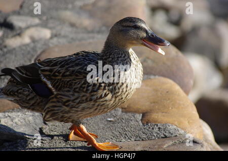 Brown femelle noir blanc et orange canard quacking avec bec ouvert la marche sur des rochers face à la lumière du soleil Banque D'Images