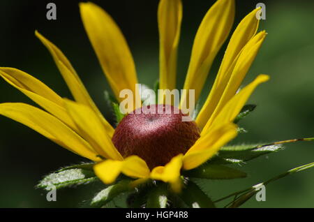 Fleur jaune sauvage ensoleillée avec du rouge, vert moyen, feuilles floue floue et fond noir et vert Banque D'Images