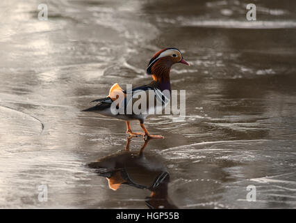 Mandarin Aix galericulata walking on ice Banque D'Images