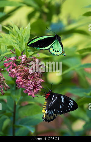 Cairns, hommes et femmes de la CITES (Ornithoptera euphorion) se nourrissant de fleurs roses Banque D'Images