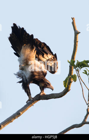 Aigle australien (Aquila audax) Banque D'Images