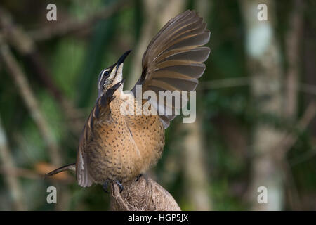 Victoria's Riflebird mâles immatures (Ptiloris victoriae) affichage Banque D'Images