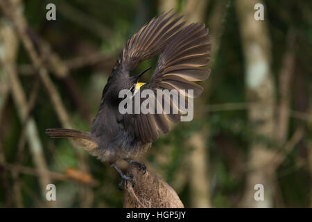 Victoria's Riflebird mâles immatures (Ptiloris victoriae) affichage Banque D'Images