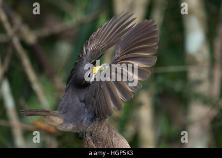 Victoria's Riflebird mâles immatures (Ptiloris victoriae) affichage Banque D'Images