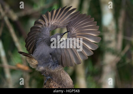 Victoria's Riflebird mâles immatures (Ptiloris victoriae) affichage Banque D'Images