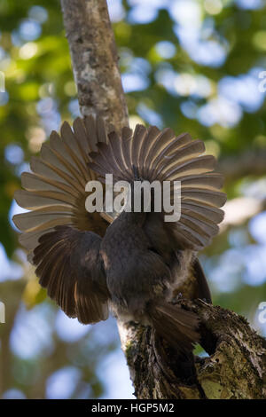 Victoria's Riflebird mâles immatures (Ptiloris victoriae) affichage Banque D'Images