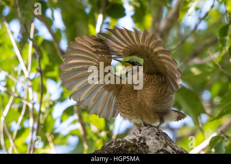 Victoria's Riflebird mâles immatures (Ptiloris victoriae) affichage Banque D'Images