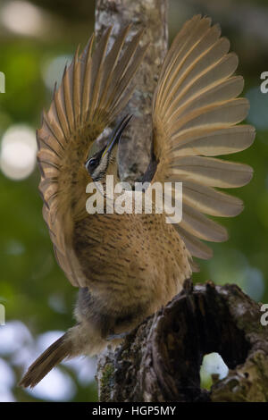 Victoria's Riflebird mâles immatures (Ptiloris victoriae) affichage Banque D'Images