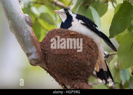 Pie-lark (Grallina cyanoleuca) sur son nid Banque D'Images