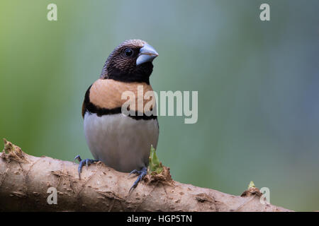 Chestnut-breasted Mannikin (Lonchura castaneothorax) Banque D'Images