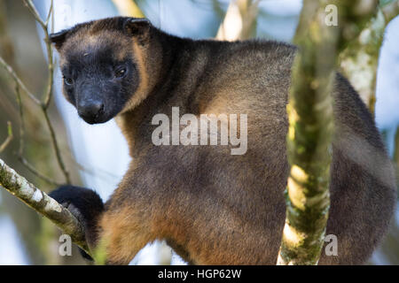 L'homme Lumholtz Kangourou arboricole (Dendrolagus lumholtzi) Banque D'Images