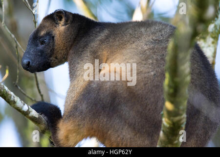 L'homme Lumholtz Kangourou arboricole (Dendrolagus lumholtzi) Banque D'Images