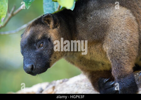 L'homme Lumholtz Kangourou arboricole (Dendrolagus lumholtzi) Banque D'Images