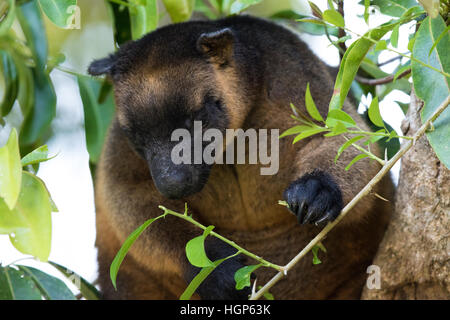 L'homme Lumholtz Kangourou arboricole (Dendrolagus lumholtzi) Banque D'Images