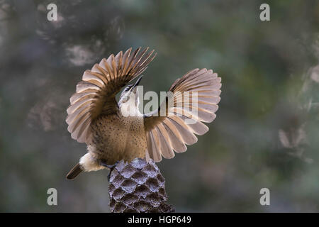 Victoria's Riflebird mâles immatures (Ptiloris victoriae) affichage Banque D'Images