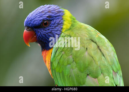 Rainbow Lorikeet (Trichoglossus haematodus) Banque D'Images