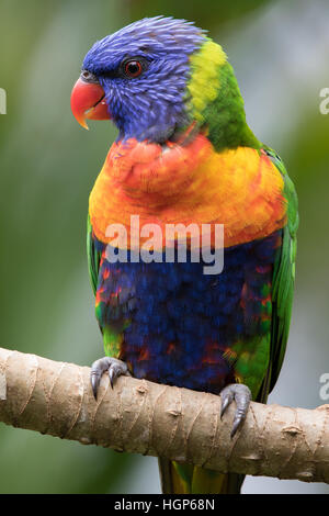 Rainbow Lorikeet (Trichoglossus haematodus) Banque D'Images