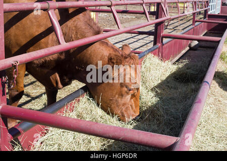 Vache mangeant du foin à la clinique pour grands animaux de la Faculté de médecine vétérinaire de l'Université de Calgary, en Alberta, au Canada Banque D'Images