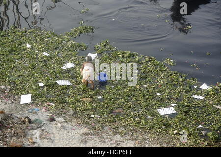 Dhaka, Bangladesh. Jan 11, 2017. Une vieille femme est la collecte de l'eau polluée de la rivière Buriganga près de Dhaka. Credit : Md. Mehedi Hasan/Pacific Press/Alamy Live News Banque D'Images